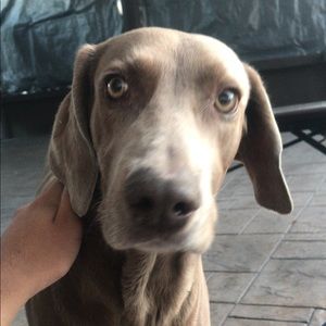 Meet your Posher, Hugo